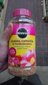 Maybe you would like to learn more about one of these? Why Is My Potted Azalea Dying 7 Reasons Gardener Report