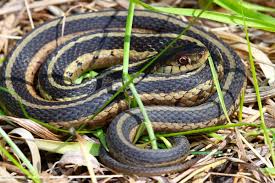 We are often called and asked about the venomous snakes of kentucky. Yard Snakes Reptiles Around The Home Typically Not That Bad Local Sports Paducahsun Com
