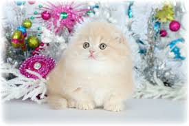 Check spelling or type a new query. Persian Kittens For Sale Persian Kittens For Sale Persian Kittens Teacup Persian Kittens For Sale