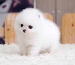 We focus also on exotic color & patterns & of a tiny size up to standard size. Micro Tiny Teacup Pomeranian Puppies For Sale Melbourne Pets Lovers