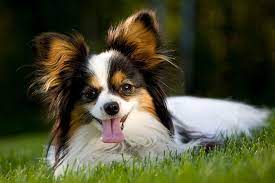 See photos, breed details & more. Small Dog Breeds Our 15 Best Little Dogs Better Homes And Gardens
