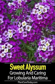 Pin On Garden Color