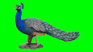 Green screen video shoot camera green screen video new hote mast green screen. Green Screen Mor Picock Kinemastar Chroma Key Video Editor 3 Youtube