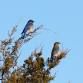 Icelandic State Park Day Camp – Birding Basics (9-13 YO)