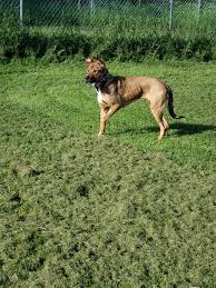 German shepherd puppies for sale west michigan. Dog For Adoption Emma A German Shepherd Dog Staffordshire Bull Terrier Mix In Ontonagon Mi Petfinder