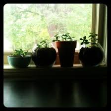 So what do you do??? How To Get Rid Of White Fuzzy Moldy Potting Soil Potting Soil Plants Plant Soil