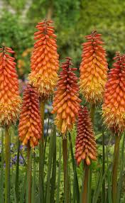 Image result for Kniphofia