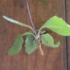 Image result for Tolpis capensis