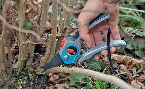 Die 3 Wichtigsten Gartenarbeiten Im Januar Gartenarbeit Unkraut Im Garten Gartenbuch
