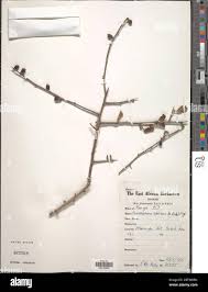 Image result for Commiphora mombassensis