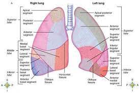 Detailed Lungs Diagram Dld02 Lung Anatomy Anatomy Nursing Notes