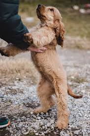In the united states, the breed that is shown in three varieties is known simply as the 'cocker spaniel,' but everywhere else in the world it is known. Cocker Spaniel Alles Was Sie Uber Diese Hunderasse Wissen Mussen