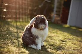 Rabbits do not need veterinary care the way dogs and cats do. How Long Do Pet Rabbits Live Lifespan Of Your Bunny Petrabbits Org
