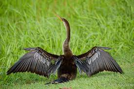 Anhinga Or Snake Bird Drying Her Wings In The Morning Sunshine Bird Photography Animals