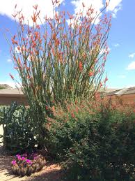 Hedgehog Myrtillocactus And Ocotillo Cactus All In Bloom Desert Landscaping Landscape Plants