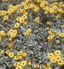 Image result for Helichrysum argyrosphaerum