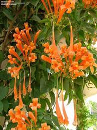 We did not find results for: Blaze Into The Spring With The Orange Trumpet Vine Steemit Climbing Flowers Flowering Vines Garden Vines