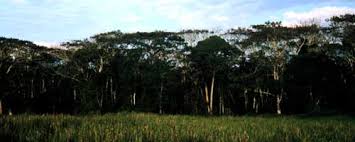 Image result for Musanga leo-errerae