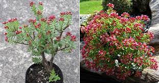 Crassula lignosa, crassula parvisepala, crassula sarcocaulis subsp. Crassula Sarcocaulis Bonsai Crassula World Of Succulents