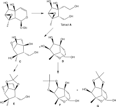 Image result for Tinnea antiscorbutica