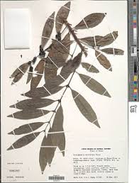 Image result for Polysphaeria