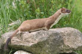 Das hatte ich heute im garten, als ein mauswiesel an mir vorbei lief. Wiesel Alle Infos Im Steckbrief Herz Fuer Tiere De