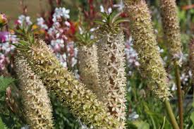 Image result for Eucomis