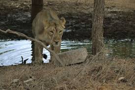 The Great Indian Lion Indian Lion Gir Forest Lion Safari