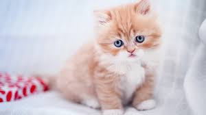 Orange cat with blue eyes. Wallpaper Id 176473 Orange Cat Animal Sweet Cute Kitten Blue Eyes White Pisica