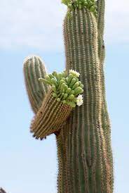 Li'l cactus location, lil cactus. Asu Researchers Sequence Genome Of Iconic Saguaro Cactus Asu News