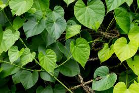 Image result for Tinospora fragosa