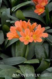 The bright flowers contrast well with. Bush Lily From Monrovia Lily Plants Plant Zones Hanging Plants