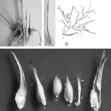 Image result for Enneapogon pretoriensis