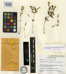 Image result for Exochaenium