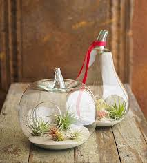 However, there are some varieties that grow as much as 3 ft (0.91 m) long and won't last long in a terrarium. Create An Unforgettable Air Plant Terrarium
