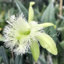 Image result for Dignathia gracilis