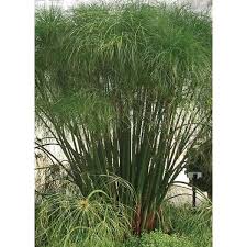 Image result for Cyperus sp. no. 1