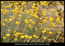 Image result for Helichrysum brassii
