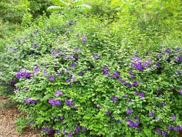 Image result for Thunbergia laborans