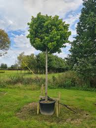 Image result for Liquidambar