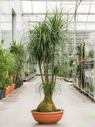 Image result for Beaucarnea recurvata