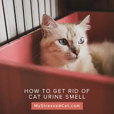 How To Get Rid Of Cat Urine Smell 3 Remarkably Easy Tips My Stressed Cat