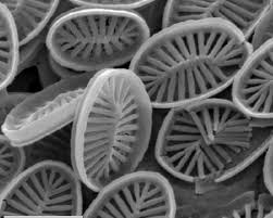 Image result for Exotheca