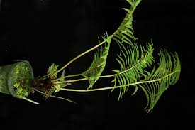 Image result for Blechnaceae