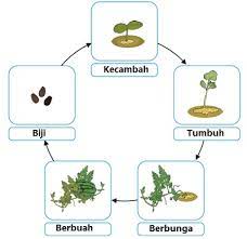 Siklus hidup kumbang ini, pada biji kacang hijau varietas mb 129 berlangsung antara hari. Gambar Menunjukkan Daur Hidup Tanaman Semangka Soal Kelas 3