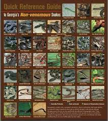 Pin On Fauna Creepy Crawlies