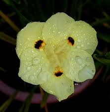 Image result for Hypoxis monanthos