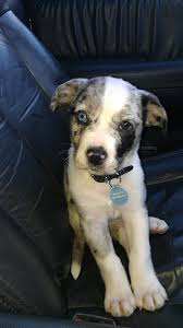 Australian Shepherd Pitbull Mix Black And White Pin On Puppies