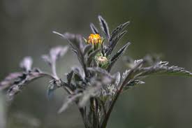 Image result for Bidens biternata