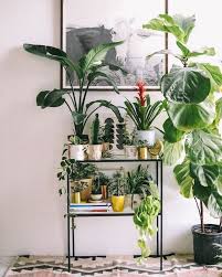 See more ideas about plants, house plants, indoor plants. A Shelf In A Living Area Filled With Beautiful House Plants Most Of These Tropical Indoor Plants Displayed On Di Plant Decor Indoor Plant Decor Plant Shelves